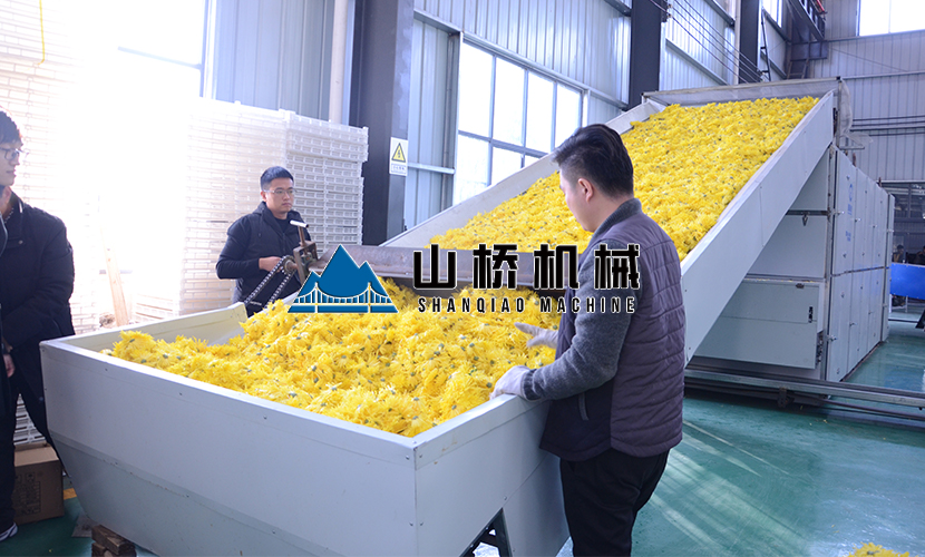 菊花烘干機(jī)5大特點(diǎn)值得關(guān)注！(圖1)