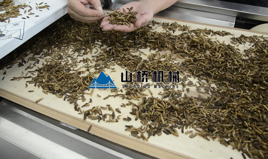 黃粉蟲(chóng)微波殺菌機(jī)(圖2)